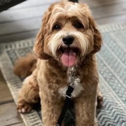 Archie - Australian Labradoodle