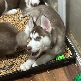 Alastor - Red and white male Siberian Husky puppy in Lakeland, Florida from Ice Blue Legacy Siberians Huskies