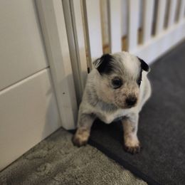 Kate - Blue speckled female Australian Cattle Dog puppy in Cherry Valley, California from DCR Working ACDs & Kelpies