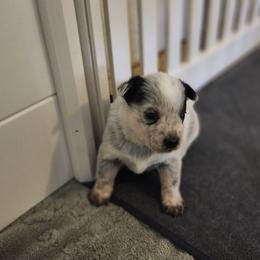 Kate - Blue speckled female Australian Cattle Dog puppy in Cherry Valley, California from DCR Working ACDs & Kelpies