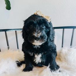 Phoebe - Black and white female Sheepadoodle puppy in Republic, Missouri from DOOD & Co