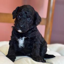 Winston - Black male Bernedoodle puppy in Cherryville, North Carolina from Mercy Doodles