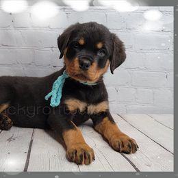 Rottweiler All Grown Up from Luckyrottweiler Kennels