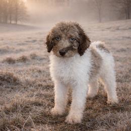 Donner - Parti male Labradoodle puppy in Candler, North Carolina from Maple Bakin’ Doodles