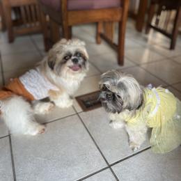Miniature Schnauzer and Shih Tzu All Grown Up from Beards of Glory