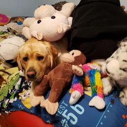 Labrador Retriever Puppies from Aiyer Brothers Labradors