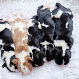 Cavalier King Charles Spaniel and Dachshund Puppies from Irresistible Dachshunds & Cavalier King Charles Spaniel