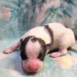 Dasher - White male Companion Cross puppy in Davenport, Washington from Lovely Ladies and Little Asses Miniature Equines (L3A Pomeranians & Papillons)