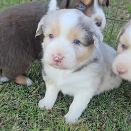 Red Merle Female - Red merle female Australian Shepherd puppy in Crossville, Alabama from Bluff View Aussies