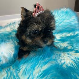 Delilah - Black and tan female Yorkshire Terrier puppy in Belpre, Ohio from Blackwoods Yorkies
