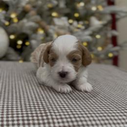 Curly - Blenheim male Cavapoo puppy in St. George, Utah from Ibby Dibby doodles