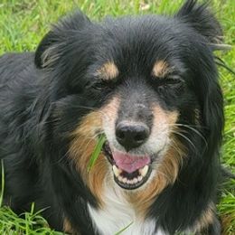 Miniature American Shepherds and Miniature Australian Shepherds from Al's Pals