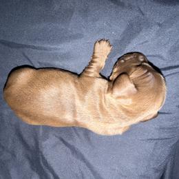 Dachshund Puppies from Jedi Weiner Ranch