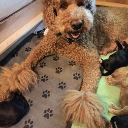 Australian Cobberdog Puppies from Lively Acres Cobberdogs
