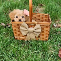 Apricot girl - Apricot female Cavapoo puppy in Ossian, Indiana from Sharices Cavapoos