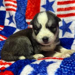 AKC Granite - Gray and white female Siberian Husky puppy in Centreville, Maryland from Huskies By the Bay