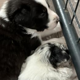 Border Collie Puppies from Roaring River Border Collies