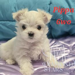 Diamond Star's Duchess Pippa Grace - White female Maltese puppy in Brooklyn, New York from Diamond Stars Maltese