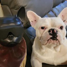 French Bulldog and Neapolitan Mastiff All Grown Up from Unique Uprisings