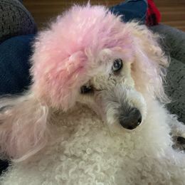 Daisy - Poodle