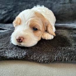 Rosalina - Red and white female Cockapoo puppy in Adrian, Oregon from ApplebyFarm