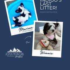 Assorted Doodle Crosses, Aussiedoodle, Australian Mountain Doodle, and Miniature Australian Shepherd Puppies from Aspen Mountain Doodles LLC