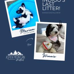 Assorted Doodle Crosses, Aussiedoodle, Australian Mountain Doodle, and Miniature Australian Shepherd Puppies from Aspen Mountain Doodles LLC