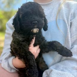 Lottie Moon - Sable female Cockapoo puppy in Tallahassee, Florida from Panhandle Pups