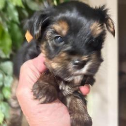 Male tan collar - Blue and gold male Yorkshire Terrier puppy in Chesapeake, Virginia from Your Key Breeder