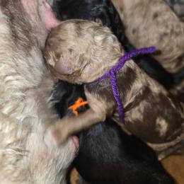 Hazelnut - Red merle female Aussiedoodle puppy in Lithia, Florida from Waterford Doodle Farm