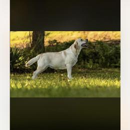 Rose - Labrador Retriever
