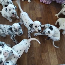 Dalmatian and Havanese Puppies from Anni's Spots