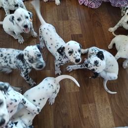 Dalmatian and Havanese Puppies from Anni's Spots