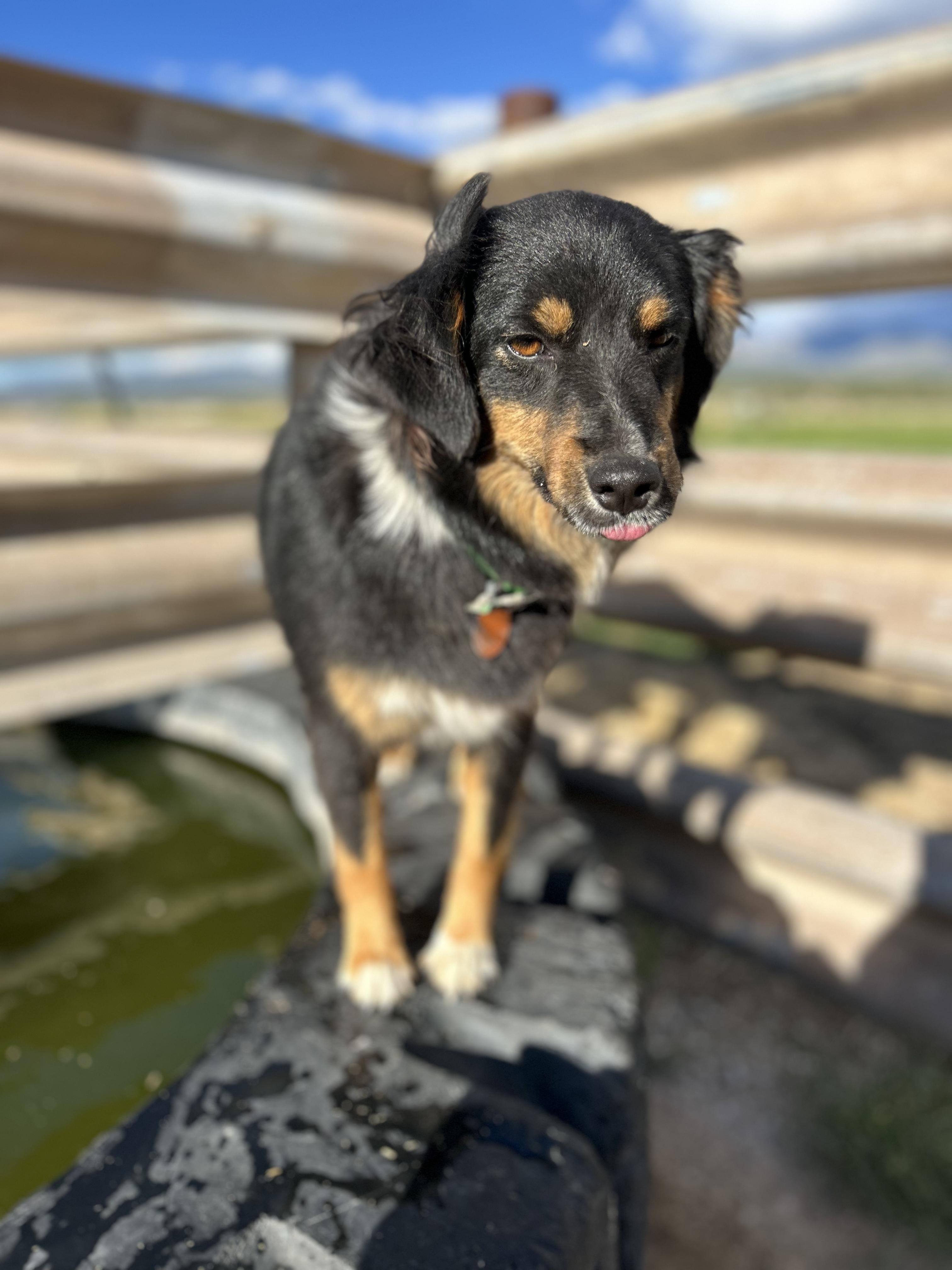 Bonnie