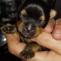 Yorkshire Terrier Puppies from Elite's Touch of Klas Yorkies