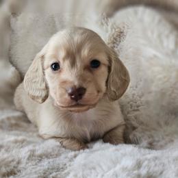 Boy 3 - Cream male Dachshund puppy in Pasco, Washington from Loyal Lil Dachshunds