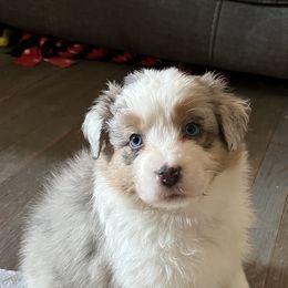 Australian Shepherd Puppies from Cooper Ridge Aussies