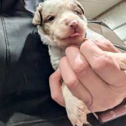 Todd - Red merle male Australian Shepherd puppy in Almo, Kentucky from Riley's Paw Pals