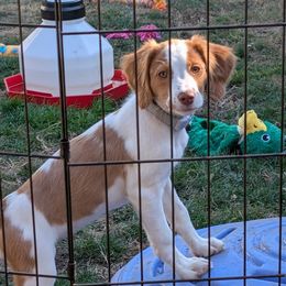 Bright pink - Orange and white female Brittany puppy in Everett, Washington from Carrae's Brittanys
