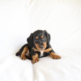 Gus - Black and tan male Dachshund puppy in Fredericksburg, Ohio from William's Dachshunds