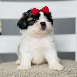 Girl 2 - Sable and white female Shih Tzu puppy in Seguin, Texas from Dolled Up Shih Tzus