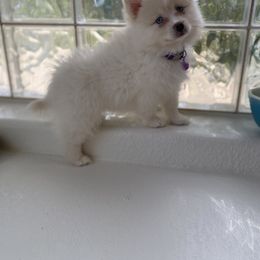 Pomeranian, Pomsky, and Siberian Husky Puppies from Pine & Sea Poms and Pomskies