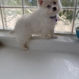 Pomeranian, Pomsky, and Siberian Husky Puppies from Pine & Sea Poms and Pomskies