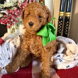 Post Malone - Red  male Goldendoodle puppy in Utah from Doodle Love ❤️ Goldendoodle puppies