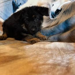 Ears - Black and tan male German Shepherd puppy in Jennings, Kansas from Lost Creek German Shepherds LLC
