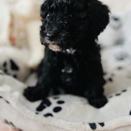 Maltipoo Puppies from Awwws&Pawws