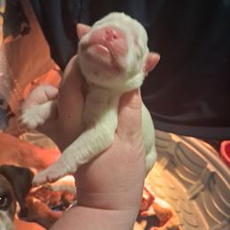 Girl 1 - White female Boxer puppy in Pikeville, Kentucky from Boxers of Whispered Wishes