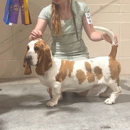 Basset Hound and Golden Retriever All Grown Up from Storm Chasers- Golden Retrievers & Basset Hounds