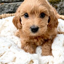Rose - Red female Australian Labradoodle puppy in Auburn, Washington from West Valley Labradoodles