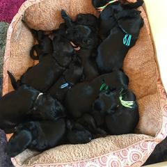Briard Puppies from Sendero Briards
